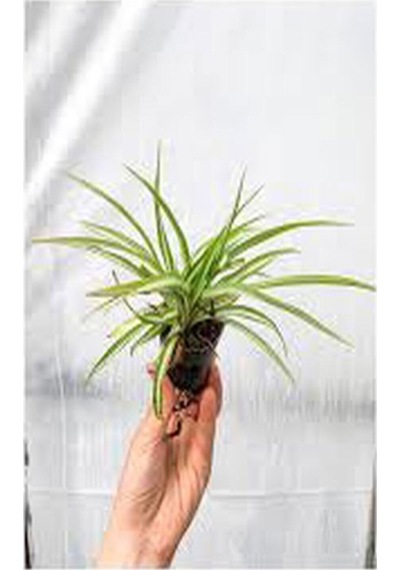 Videolu Mini Kurdele Çiçeği 15-25 Cm 2 Adet Saksılı/tüplü Dış Mekan Sarmaşık Bitkileri Gloxinia