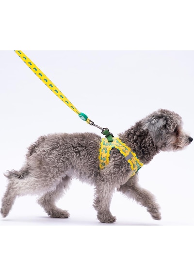 Cactus Leash Kedi Köpek Sevk & Gezdirme Kayışı Köpek Uzatma Tasması-1,5cm Sarı