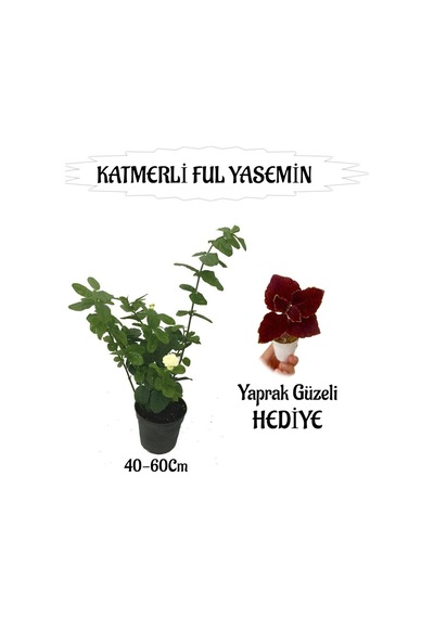 Mis Kokulu Katmerli Ful Yasemin 1 Adet+bordo Yaprak Güzeli Hediyeli