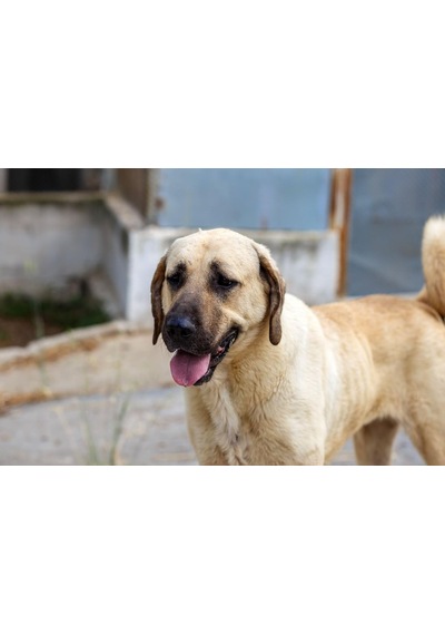Yallık Zavar Köpek Maması, 15 Kg, Çuval Boy