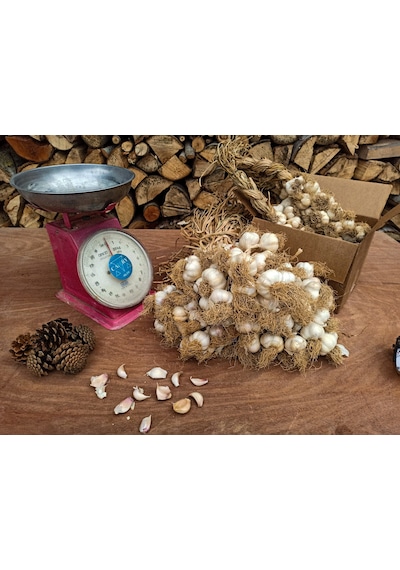 Kastamonu Taşköprü Sarımsağı 1 KG