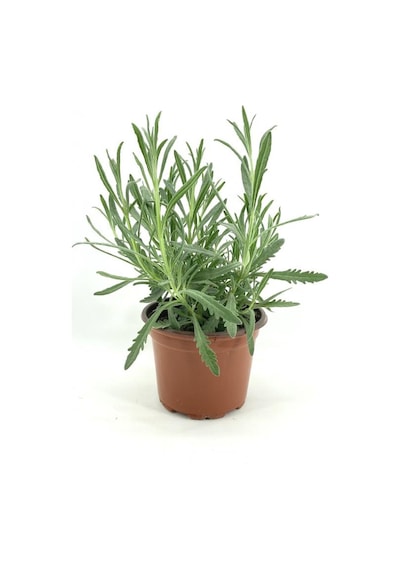 Lavanta Çiçeği Fidanı 15-25 Cm 5 Adet
