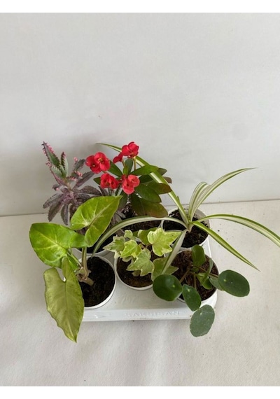 6'lı Bitki Seti Pilea+kurdele+hedera+kırmızı Milli Dikenler Tacı+aşkın Göz Yaşı+melek Kanadı