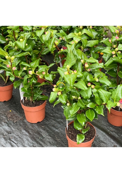 Japon Kamelyası Fidanı 'camellia Japonica'' İthal