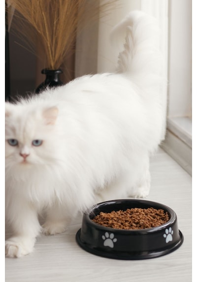 Emaye Kedi Köpek Mama Ve Su Kabı Pati Desen Flame
