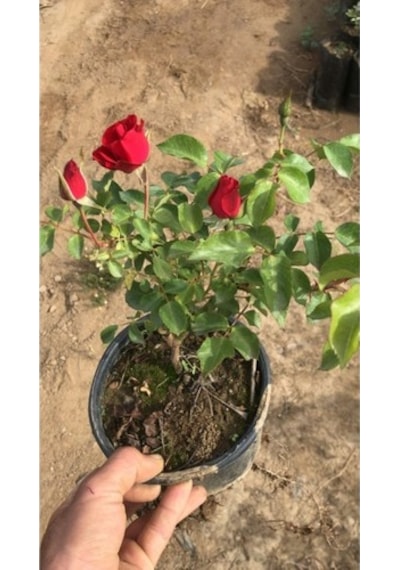 Yediveren Kırmızı Gül Fidesi Bol Kokulu 10-20 Cm