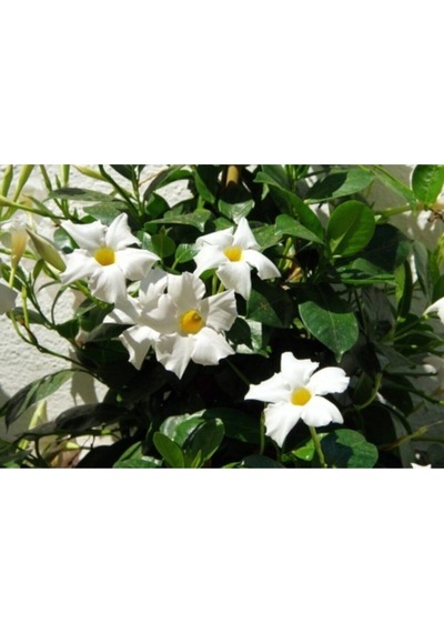 3'lü Beyaz Mandavilla Sarmaşığı Çiçeği Fidanı 40-60 Cm Saksılı Çiçekli Bodur Mandevilla