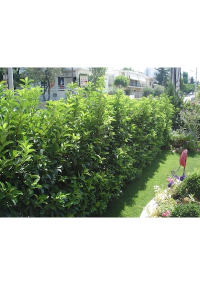 Pitos Porum Fidanı 25-30 Cm Tobira Nana