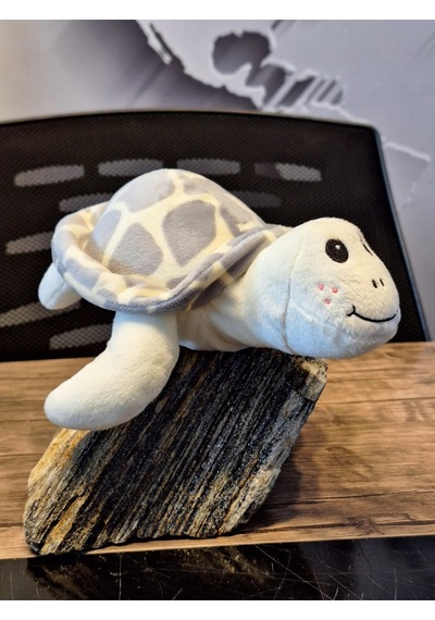 Caretta Caretta Kaplumbağa Küçük Gri