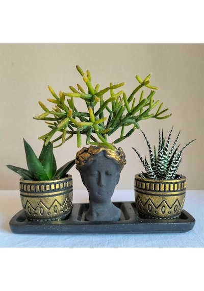 Haworthia Zebra & Haworthia & Rhipsalis  3'lü Sukulent Seti | Helen Siyah & Gold Seri