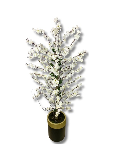 Cihan Çiçekçilik Beyaz Bahar Dalı 180 Cm 30x25 Gold Kemerli Siyah Saksı Beyaz