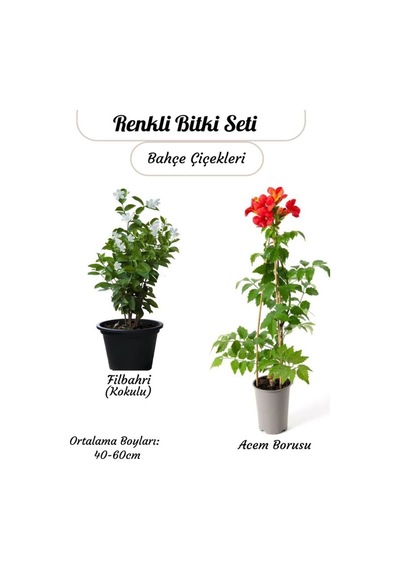 Kokulu Filbahri Çiçeği + Turuncu Renk Acem Borusu Borazan Çiçeği Sarmaşık Bitkiler,