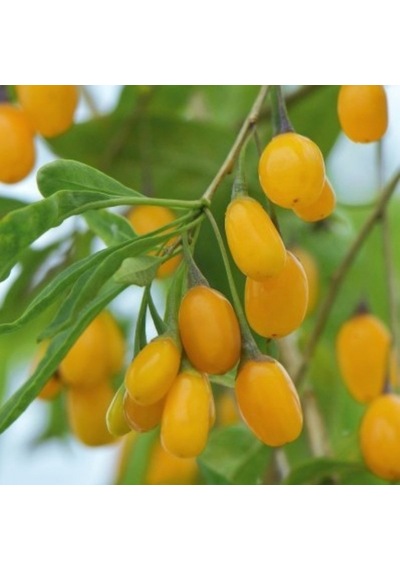 Tüplü Özel Çeşit Amber Sweet Altuni Sarı Goji Berry Fidanı