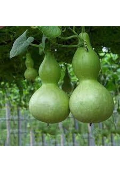 5 Adet Tohum Su Kabağı Tohumu Nadir Su Kabağı Kabak Tohumu Sürpriz Hediye Sebze Tohumludur
