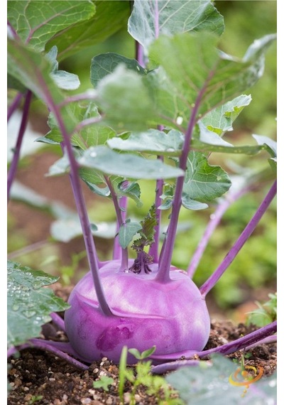 Mor Kohlrabi Tohumu Geleneksel Mor Alabaş Purple Vienna
