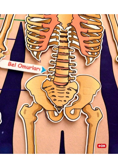 3 Set -106 Parça Tox İç Organlar . İskelet Sistemi ve Takvimi Öğ