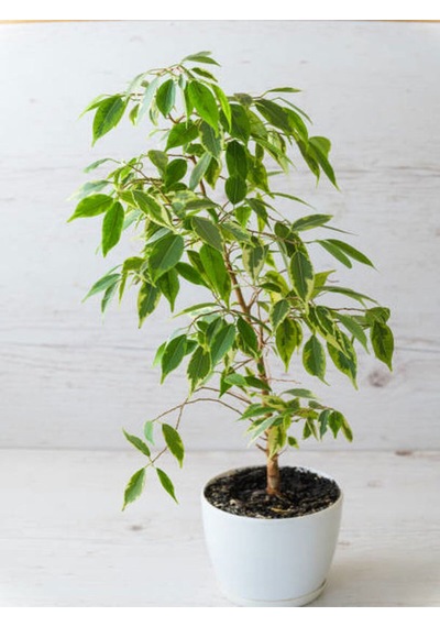 Videolu Alacalı Benjamin Bitkisi 1 Adet 80-100cm Ev Ofis Salon Bitkisi Benjamin Ficus Starlight