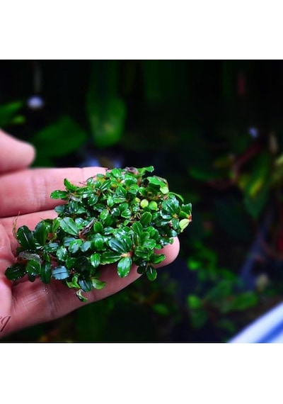 Bucephalandra Mini Coin Saksı Canlı Bitki