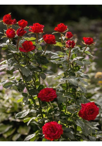 Videolu Yediveren Kırmızı Beyaz Lila Çeşitli 3 Adet 25 60 Cm Saksılı/tüplü Red LWhite Rose