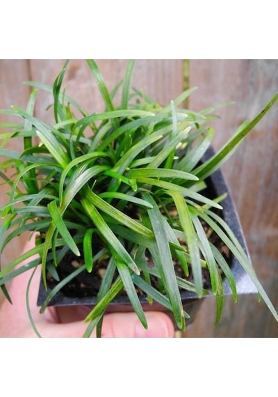 Osmanlı Çimi - Ophiopogon Japonicus - 100 Adet
