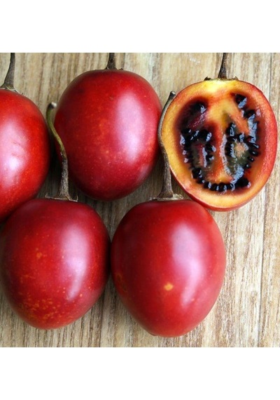 Tüplü 2 Yaş Tamarillo Domates Ağacı Fidanı 50-70 Cm