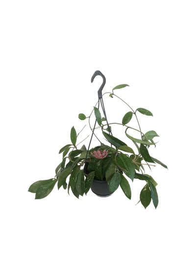 Askılı Saksıda Hoya Minibella Mum Çiçeği