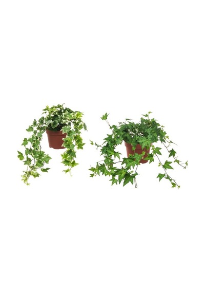 Mini Hedera Salon Sarmaşığı- Alacalı 10 Adet