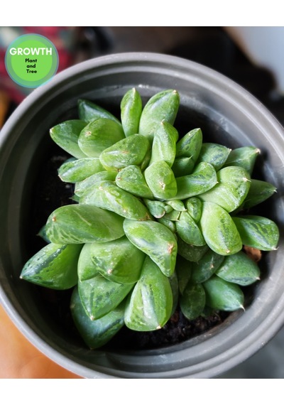 Haworthia Cymbiformis Group 1 Adet