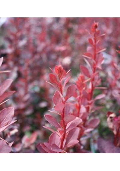 Berberis Thunbergii Red Rocket Red Roket Kadıntuzluğu 25-40 Cm