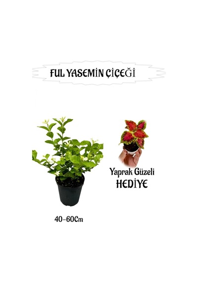 Mis Kokulu Ful Yasemin 1 Adet+yaprak Güzeli Hediyeli Peyzaj Seti