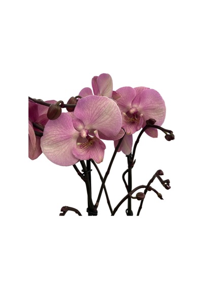 Phalaenopsis 'Rosa Pastello' (Pembe Orkide) Ø12 CM Y70-80 CM