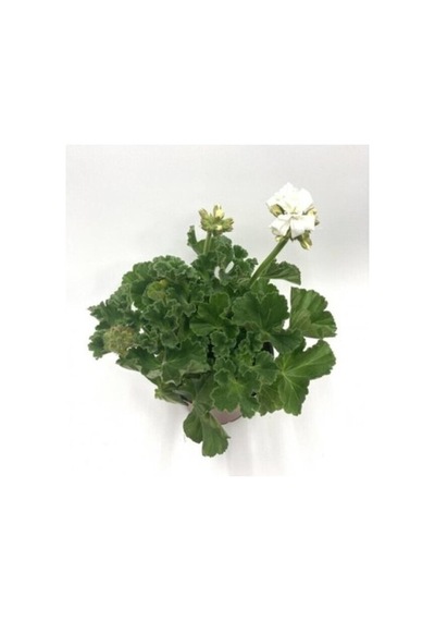 Kar Beyaz Sardunya Çiçeği Fidanı 5-15 Cm