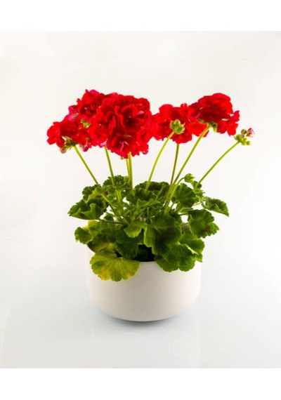 Videolu Canlı Kırmızı Premium 1 Adet Sardunya Çiçeği 15-40cm Saksılı Geranium