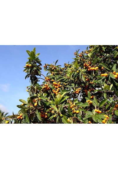 Malta Eriği - Yeni Dünya Fidanı 3 Adet Eriobotrya Japonica