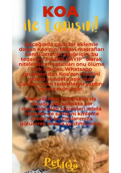 Petjoo 14.Koa Sarı-Kırmızı Qr'lı Köpek Künyesi