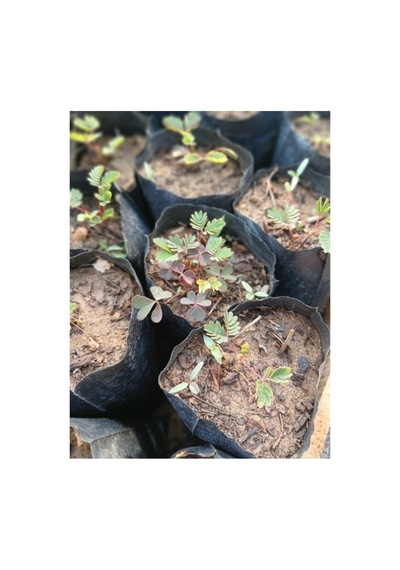 Küstüm Çiçeği Fidesi 4 Adet 10-20 Cm