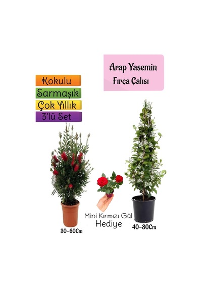 Kokulu Arap Yasemini+kırmızı Fırça Çalısı+mini Gül Hediyeli 3'lü Bahçe Seti