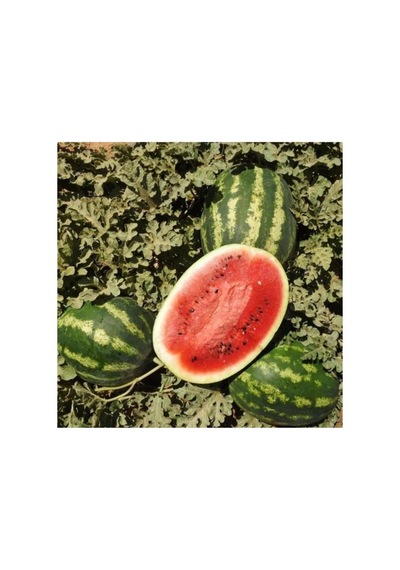1001naturel Crimson Sweet Karpuz Tohumu 10 Gram - Gönen Tan Kavunu Tohumu 10 Gram