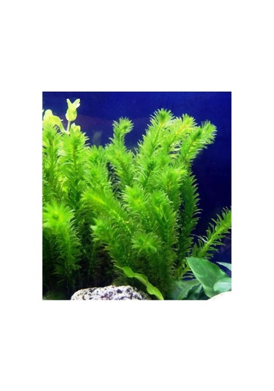 Elodea Species 5 Kök - Eledoa Canlı Bitki Çok Renkli