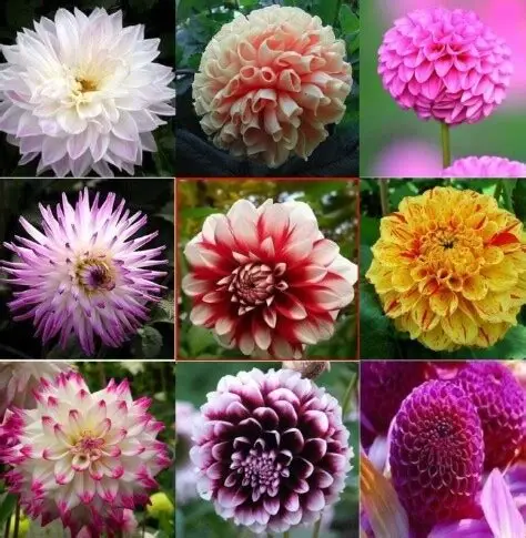 104 Adet Bodur Yıldız Dahlia Çiçeği Yumrusu Yumru Boyu 9 Cm . Yeni Mahsul.çiçekli Boyu 45 Cm.