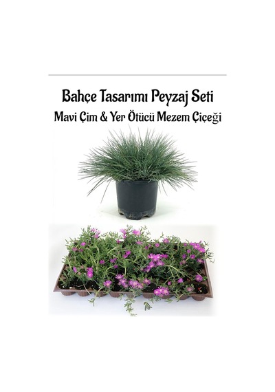 Mavi Çim 1 Adet Saksılı 10-20cm +mezem Çiçeği 10 Adet Bahçe Seti