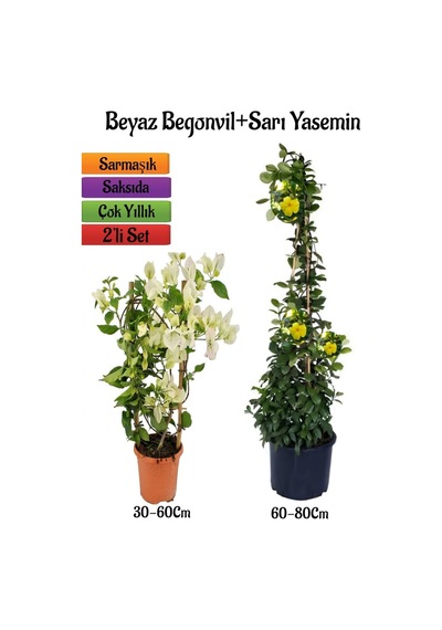 Beyaz Begonvil Çiçeği Fidanı+sarı Yasemin Fidanı 2'li Bahçe Peyzaj Seti
