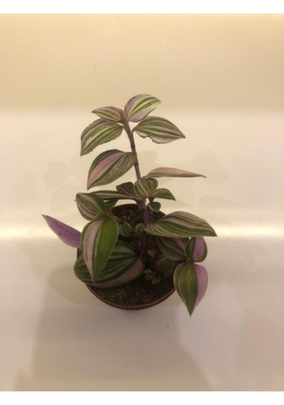 Telgraf Çiçeği Tradescantia Nanouk Fidanı 10-20cm