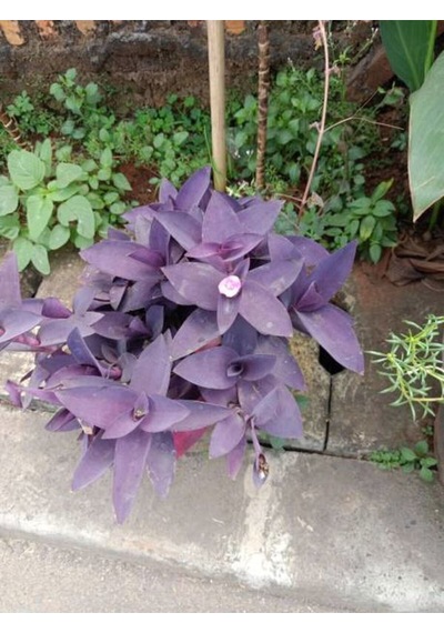 Videolu Mor Telgraf Çiçeği 1 Adet Saksılı/ Tüplü 10-20cm Iç Mekan Bitkisi Tradescantia Pallida
