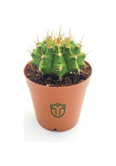 Gymnocalycium Mihanovichii - Çene Kaktüsü - 5.5 Cm Saksıda