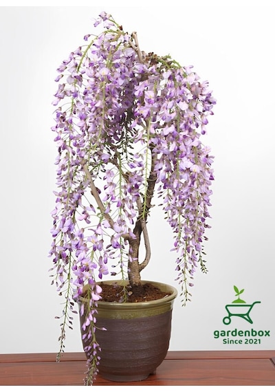 Kokulu Sarmaşık Mor Salkım Ağacı Fidanı 1 Adet Saksılı 40-60cm Dış Mekan Bitkisi