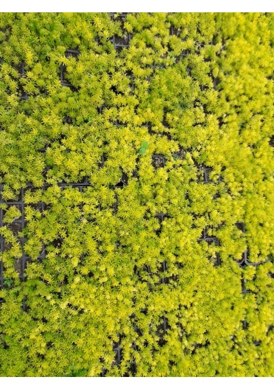 Sarı Sedum 10 Adet - Yer Örtücü Çok Yıllık Bitki
