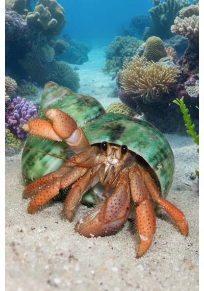 Yeşil Deniz Kabuğu Turbo Sparverius 10ts