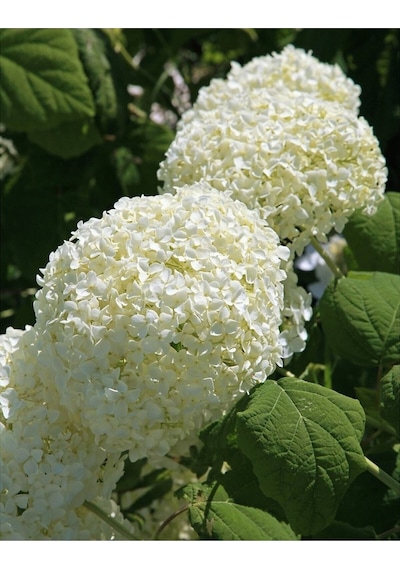 Ortanca Hydrangea Arborescens Strong Anabel 2l-40cm