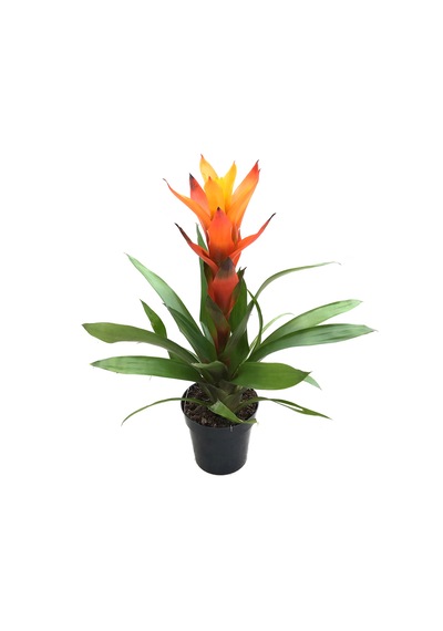 Guzmania Lingulata 'Orange' (Guzmanya) Ø12 CM Y35-40 CM